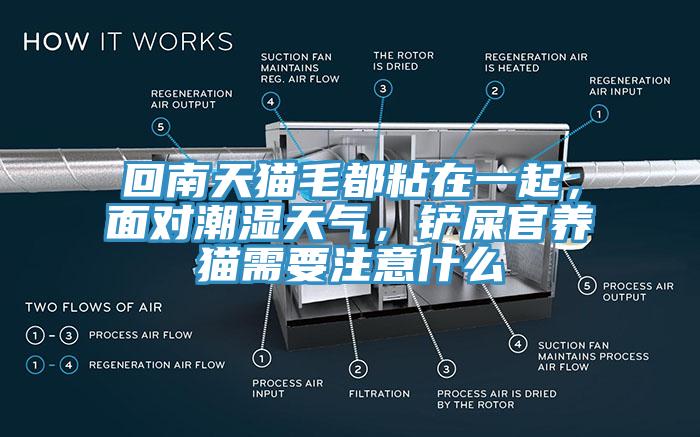 回南天猫毛都粘在一起，面对潮湿天气，铲屎官养猫需要注意什么